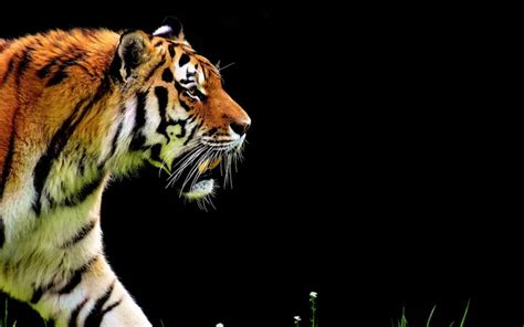 Arti mimpi berkelahi dengan harimau dan menang  Baca juga: 5 Arti